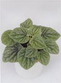 قاشقی ,emerald ripple peperomia, Green_ripple Plant,Baby Rubber Plant, Pepper Face, American Rubber 